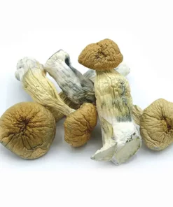 African transkei shrooms - dispenseroO --