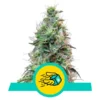 Amnesia haze automatic