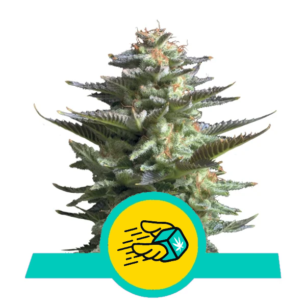 Amnesia haze feminised | Buy Weed Locally (UK & IE)