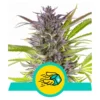 Green Gelato