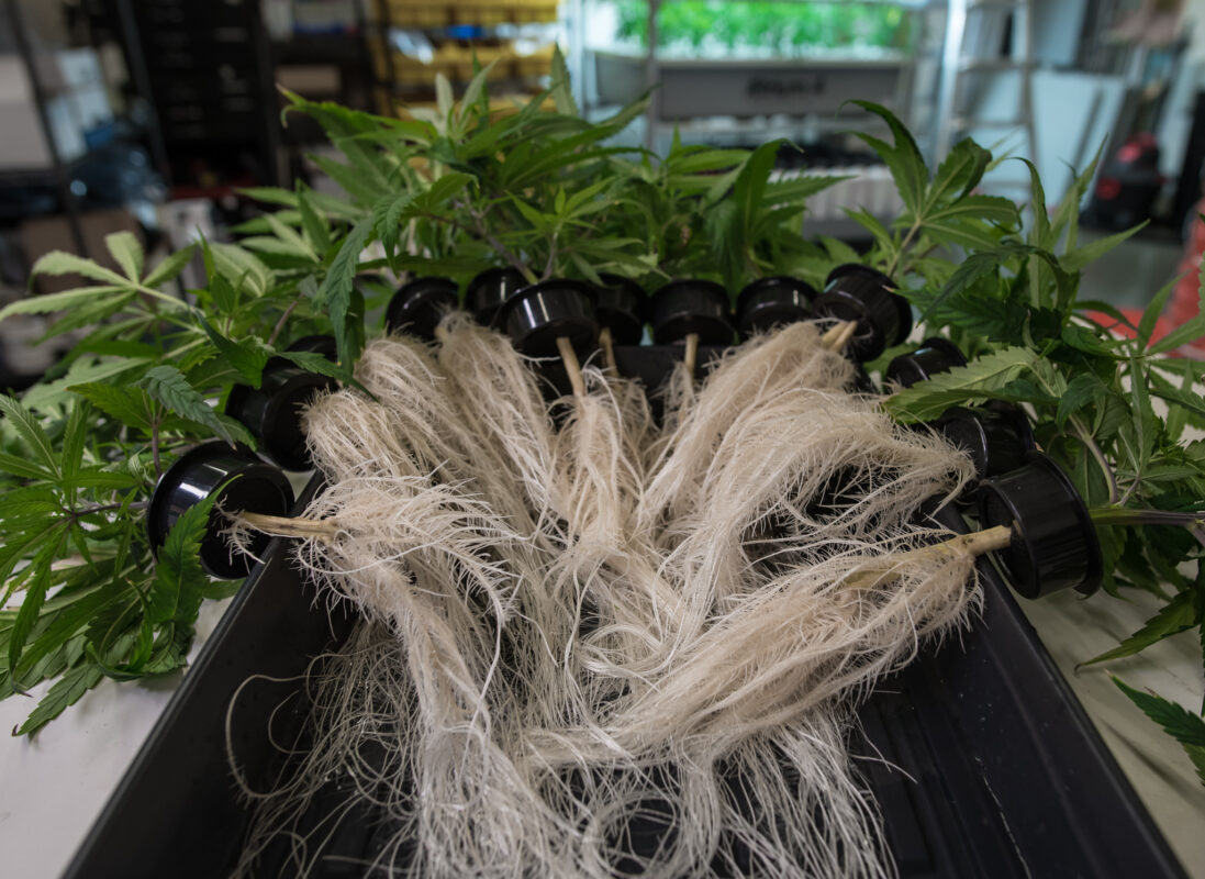 How to spot a high-quality cannabis A comprehensive guide