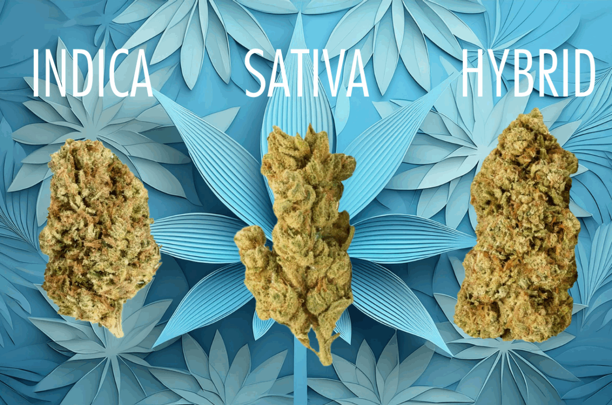 Defining cannabis species vs strains