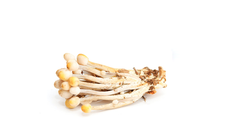 dispenseroO_magic-shrooms